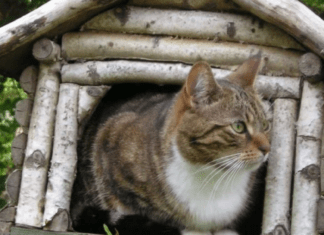 Types of Houses Loved by Cats