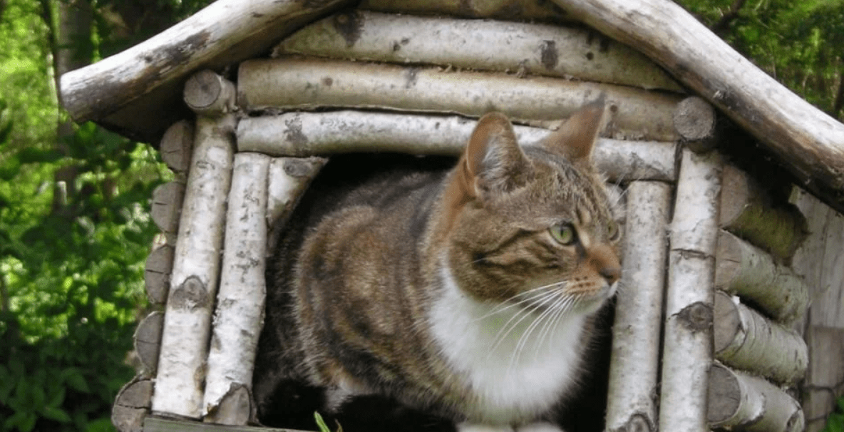 Types of Houses Loved by Cats